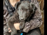 Prête pour l'adoption : chiot femelle noir de 4 mois