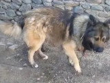 À la recherche d'une famille : chien au pelage fauve charbonné de 2 ans