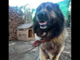 À la recherche d'une famille : chien au pelage fauve charbonné de 2 ans