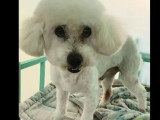 À adopter : chien Caniche blanc de 9 ans