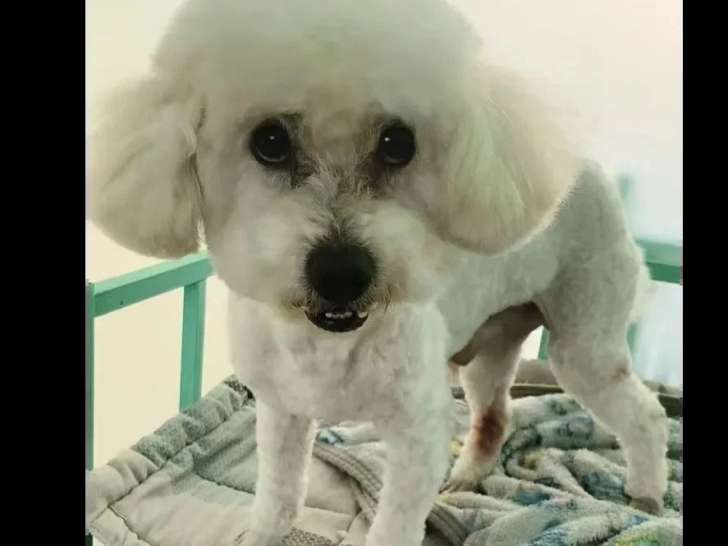 À adopter : chien Caniche blanc de 9 ans