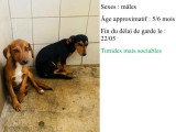 En quête d'un foyer : 2 chiots mâles de 7 mois au pelage noir et beige