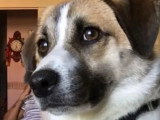 En quête d'un foyer : chienne de 10 ans