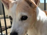 En attente d'un foyer : chienne Terrier de 13 ans