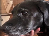 À la recherche d'une famille : chienne Labrador de 9 ans