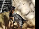 Chien Épagneul Breton tricolore d'un an disponible à l'adoption