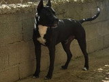 Chien Bouledogue Continental noir de 2 ans en attente d'un foyer