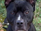Chien Bouledogue Continental noir de 2 ans en attente d'un foyer