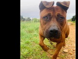 Chien Staffordshire Américain Terrier marron de 5 ans à adopter