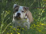 Chien Staffordshire Américain Terrier marron et blanc de 9 ans à la recherche d'une famille