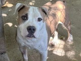 Chien Staffordshire Américain Terrier marron et blanc de 9 ans à la recherche d'une famille