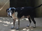 Chienne Braque noir et blanc de 14 ans en quête d'un foyer