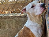 Chien Staffordshire Américain Terrier roux et blanc de 5 ans disponible à l'adoption