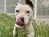 Chien Staffordshire Américain Terrier roux et blanc de 5 ans disponible à l'adoption