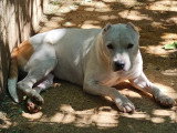 Chienne Staffordshire Bull Terrier rousse et blanche de 6 ans à adopter