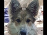Chien Berger au pelage fauve de 3 ans en attente d'un foyer
