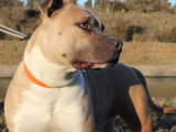 Chien Staffordshire Américain Terrier marron et blanc de 7 ans à la recherche d'une famille