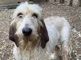 Chien Grand Griffon Vendéen marron et blanc de 6 ans disponible à l'adoption