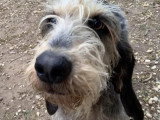 Chien Grand Griffon Vendéen marron et blanc de 6 ans en attente d'adoption