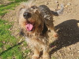 Chien Grand Griffon Vendéen marron et blanc de 6 ans prêt pour l'adoption