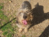 Chien Grand Griffon Vendéen marron et blanc de 6 ans prêt pour l'adoption