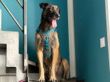 Ursu, Berger Malinois à l'adoption urgente