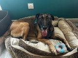 Ursu, Berger Malinois à l'adoption urgente