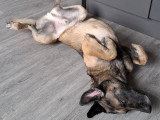 Ursu, Berger Malinois à l'adoption urgente