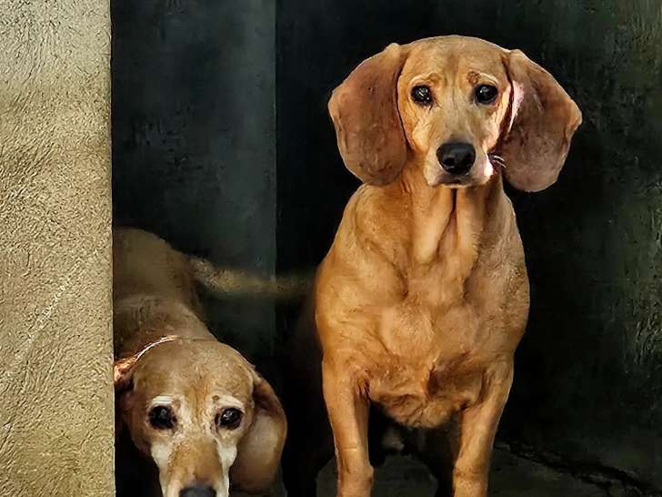 Chien Teckel à poil court marron de 11 ans à adopter