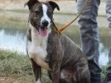 Chien au pelage tigré de 7 ans à adopter