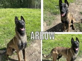 Chien Berger Malinois noir et beige d'un an disponible à l'adoption