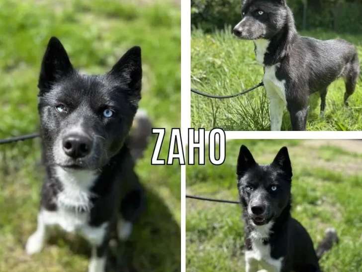 Chienne Husky de Sibérie noir et blanc d'un an à adopter