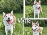 Chienne Husky de Sibérie marron et blanc d'un an en attente d'adoption