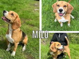 Chien Beagle tricolore de 2 ans à adopter