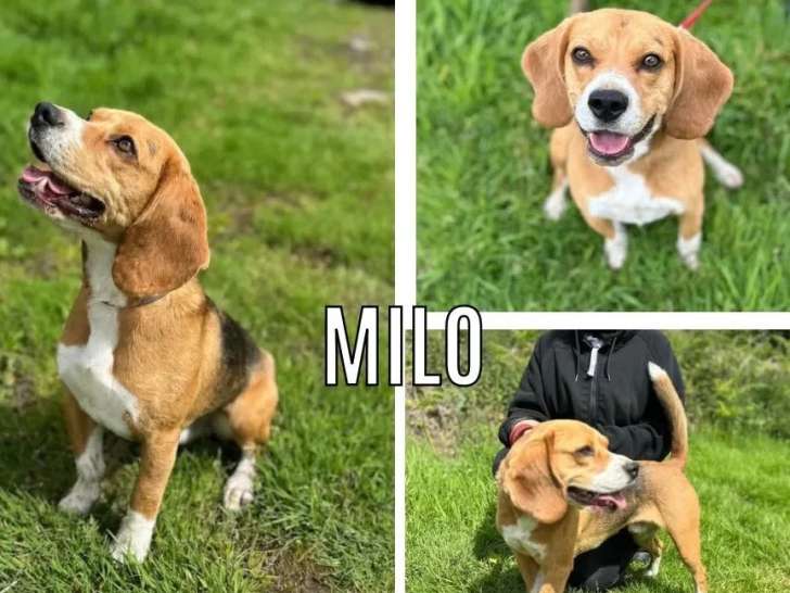 Chien Beagle tricolore de 2 ans à adopter