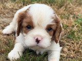 2 chiots mâles Cavalier King Charles blenheim nés en mai 2026 à réserver