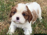 2 chiots mâles Cavalier King Charles blenheim nés en mai 2026 à réserver