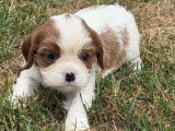 2 chiots mâles Cavalier King Charles blenheim nés en mai 2026 à réserver