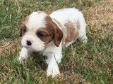 2 chiots mâles Cavalier King Charles blenheim nés en mai 2026 à réserver
