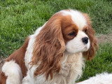 2 chiots mâles Cavalier King Charles blenheim nés en mai 2026 à réserver