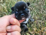 Chiot Chihuahua tricolore mâle LOF à réserver