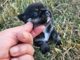 Chiot Chihuahua tricolore mâle LOF à réserver