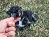 Chiot Chihuahua tricolore mâle LOF à réserver