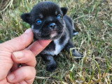 Chiot Chihuahua tricolore mâle LOF à réserver