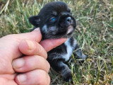 Chiot Chihuahua tricolore mâle LOF à réserver