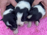 3 petites femelles border collie