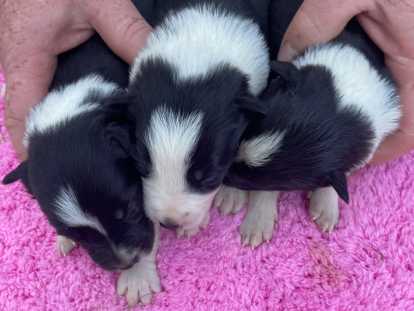 3 petites femelles border collie