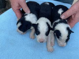 3 petits males border collie
