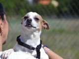Pacha, adorable petite chienne croisée de 4,5 kg à adopter en refuge