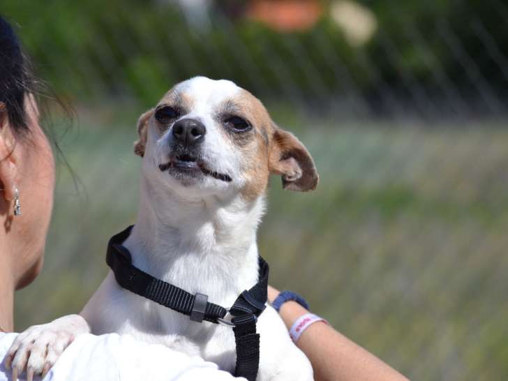 Pacha, adorable petite chienne croisée de 4,5 kg à adopter en refuge